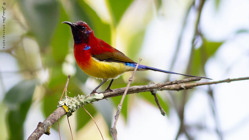 Mrs. Gould's Sunbird