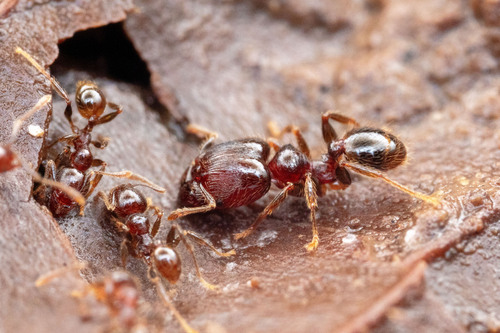 Pheidole prattorumPheidole prattorum