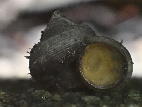 taxonomy_inaturalist image for Lagocheilus trochoides