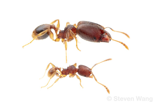 Pheidole debilisPheidole debilis