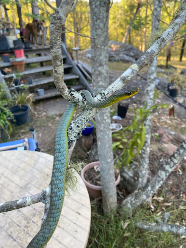 Common Tree Snake sighting