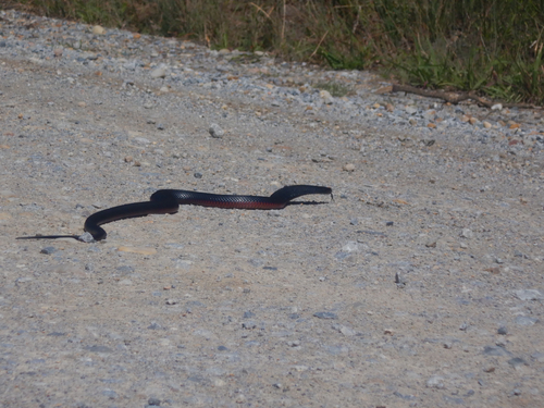 Red-bellied Black Snake sighting