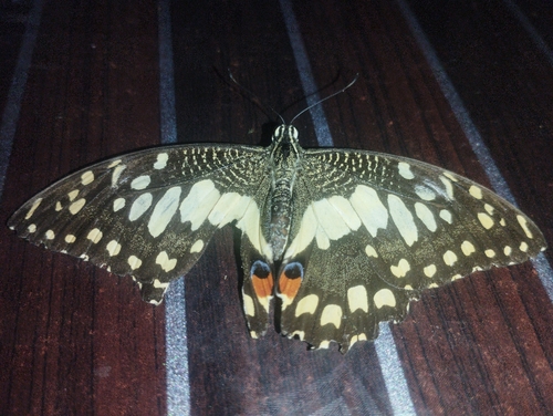 Lime Swallowtail