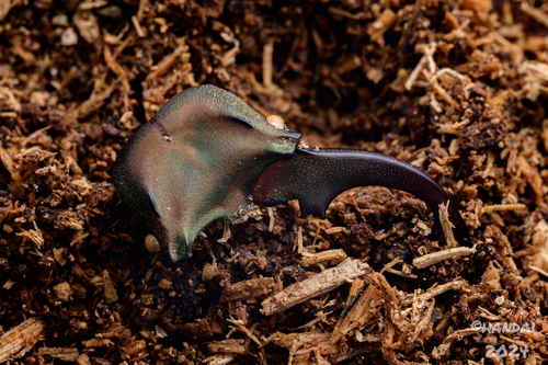 Cyclommatus mniszechi