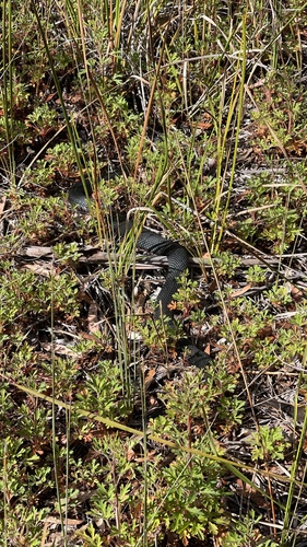 Red-bellied Black Snake sighting