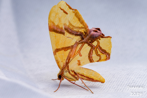 Trotocraspeda divaricata