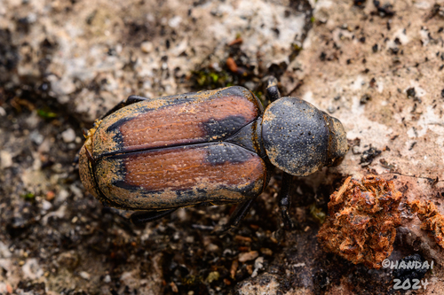 Clinterocera davidis