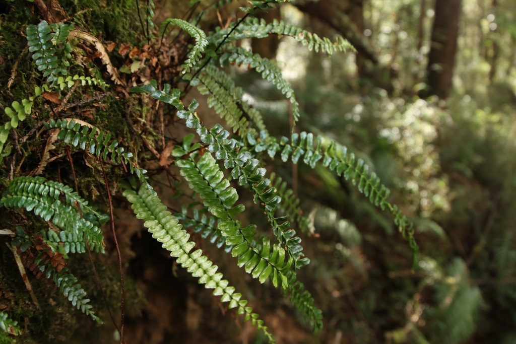 Asplenium pifongiae (Asplenium pifongiae)