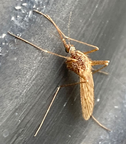 Unknown species found near Harvey Rd, College Station, TX, US
