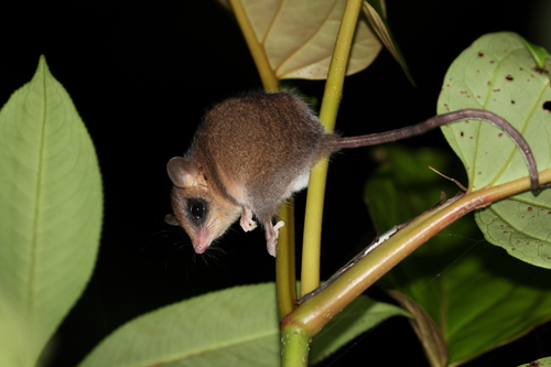 Dusky Slender Opossum (Marmosops fuscatus) — Data Deficient Mammalia