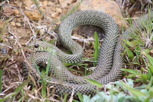 Patagonia Green Racer (Philodryas patagoniensis) · iNaturalist