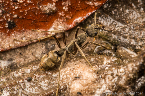 Diacamma longitudinaleDiacamma longitudinale