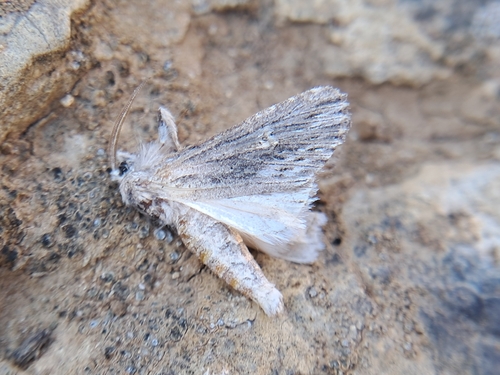 Lithophasia