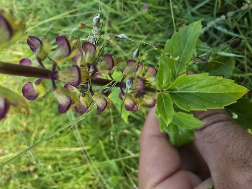 Ocimum carnosum