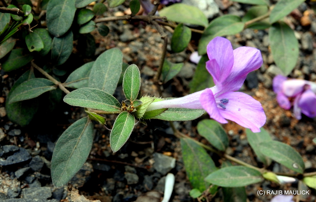 Philippine violet from Bistupur, West Bengal, India on November 9, 2018 ...