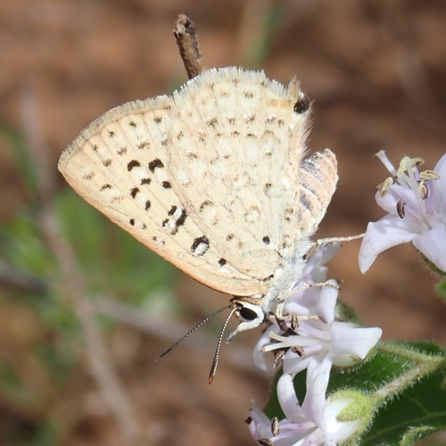 Silver-spotted Grey