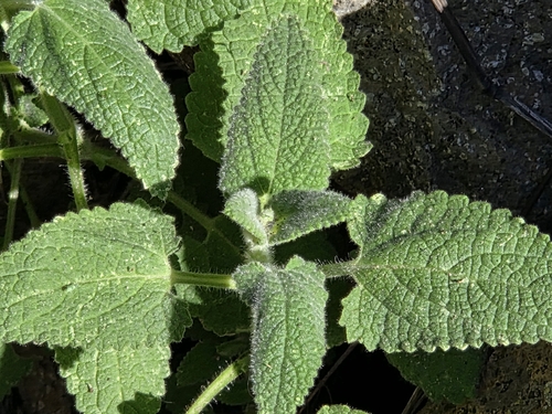 California Hedgenettle foliage