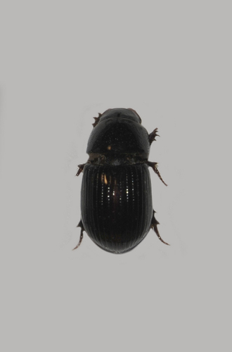 Ammoecius frigidus