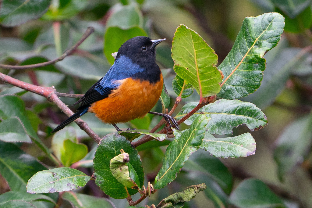 Blue-backed Conebill photo