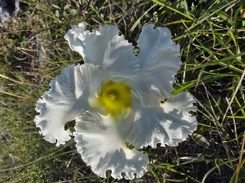 Mandevilla petraea