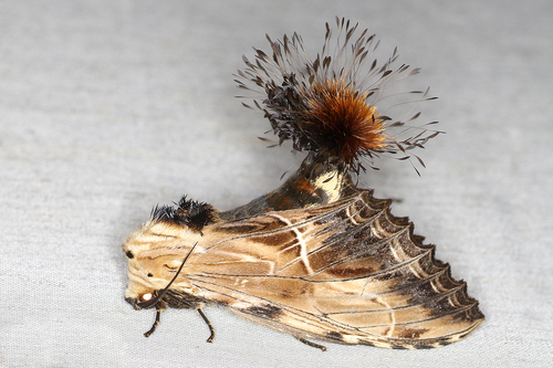 How to identify Dudusa sphingiformis Moore, 1872