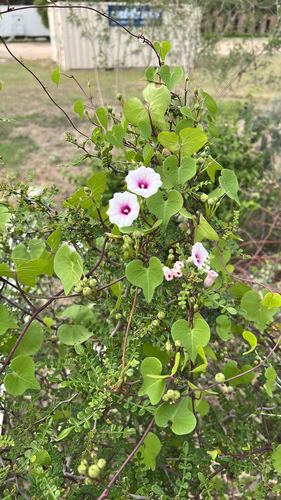 Redcenter Morning-glory