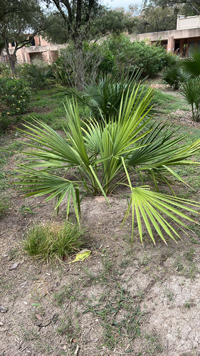 Dwarf Palmetto