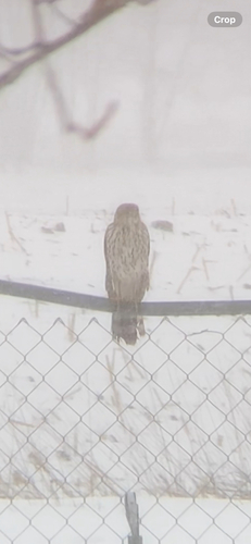 Cooper's Hawk