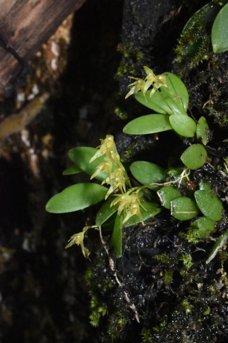 Anathallis