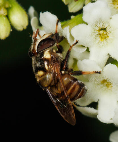 Unknown species found near Hidalgo County, US-TX, US