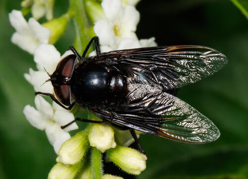 Unknown species found near Hidalgo County, US-TX, US