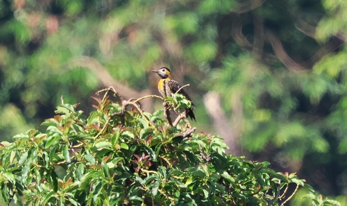 Campo Flicker