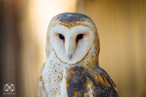 View observation of {o.common_name} on iNaturalist