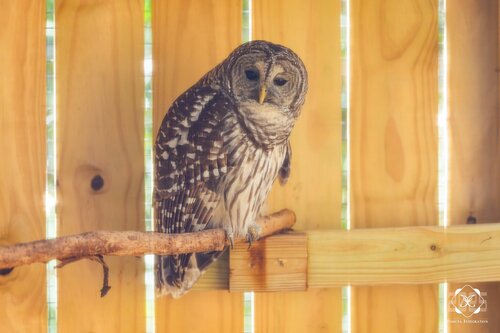 View observation of {o.common_name} on iNaturalist