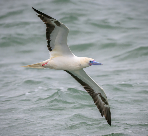 Red-footed Booby