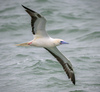 Red-footed Booby - Photo (c) FrankandMargaret, all rights reserved, uploaded by FrankandMargaret