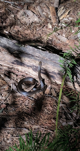 Marsh Snake sighting