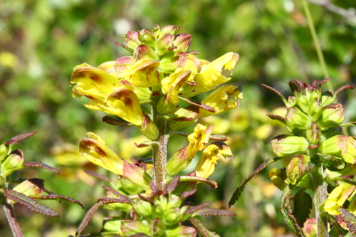 Labrador Lousewort