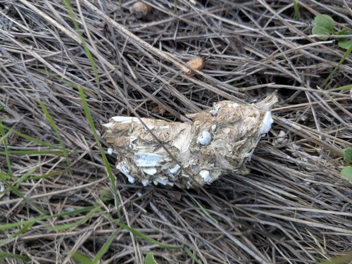 View observation of {o.common_name} on iNaturalist