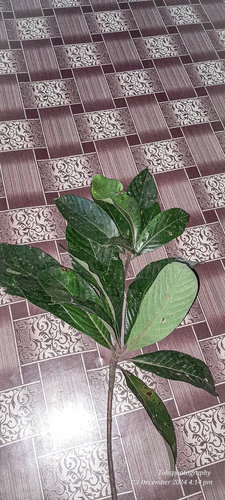 Phoebe attenuata