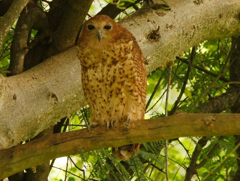 Pel's Fishing-Owl photo