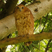 Pel's Fishing-Owl - Photo (c) David Beadle, all rights reserved, uploaded by David Beadle