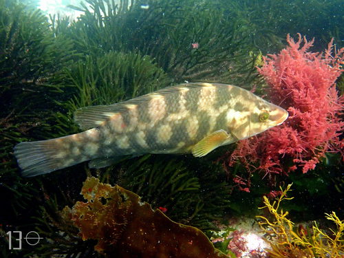 Ballan Wrasse
