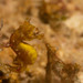 Observation photo