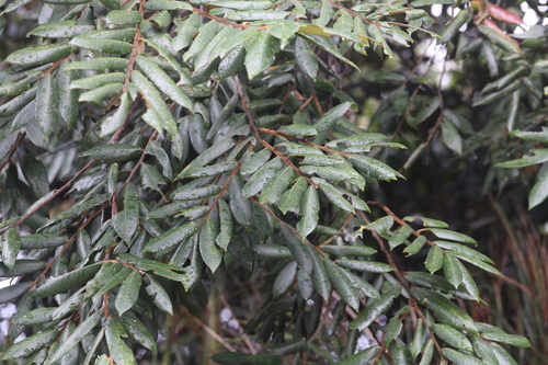Castanopsis fordii