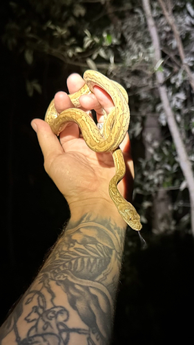 Coastal Carpet Python sighting