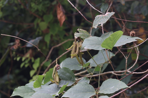 kudzu