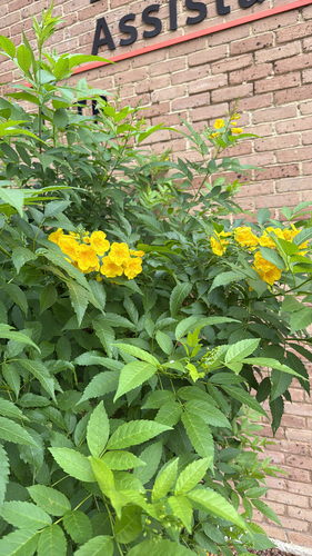 yellow trumpet flower
