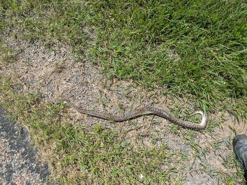 Spotted Python sighting