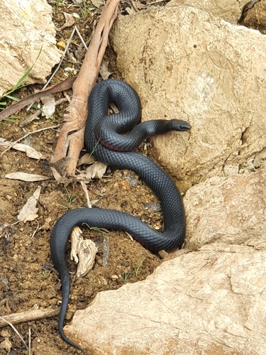 Red-bellied Black Snake sighting
